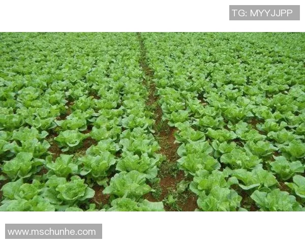 姚明副县长积极推动地方经济发展助力乡村振兴新篇章